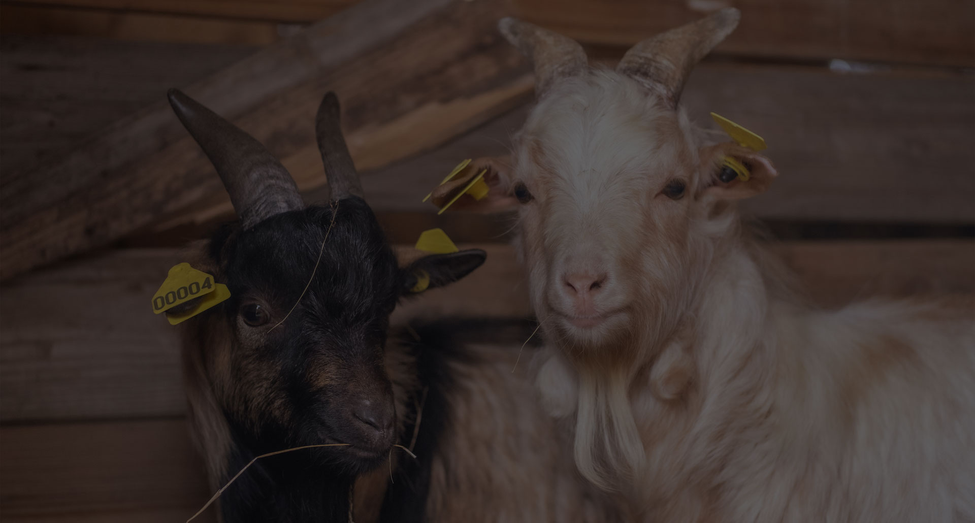 January 2022: The rescue of You and Care, two abandoned dwarf goats
